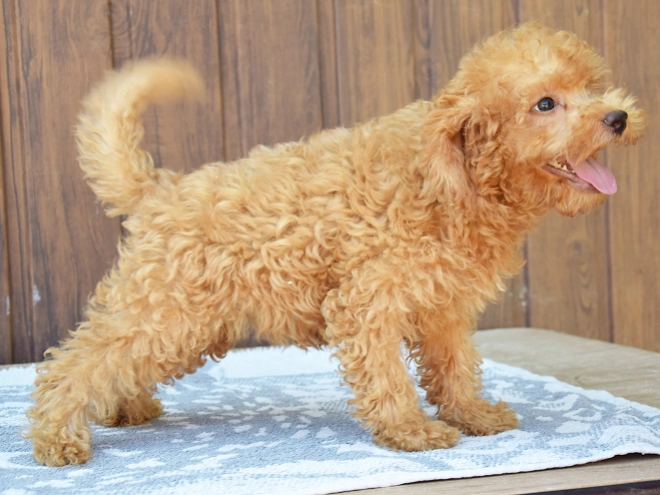 Labradoodle Welpe kaufen