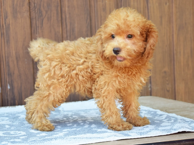 Labradoodle Welpe kaufen
