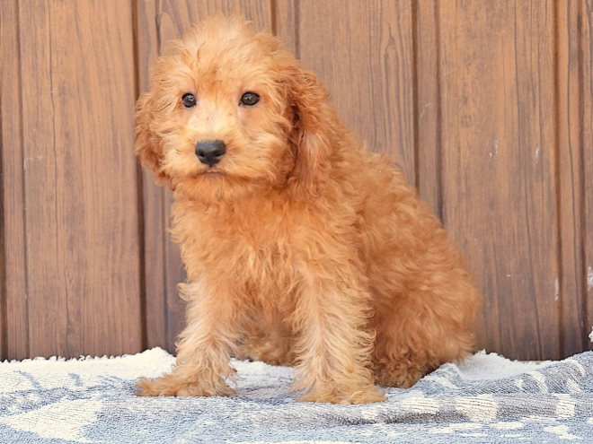 Labradoodle Welpe kaufen