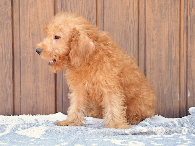 Labradoodle Welpe kaufen