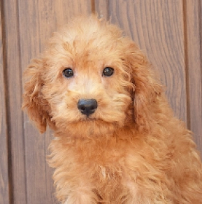 Labradoodle Welpe kaufen