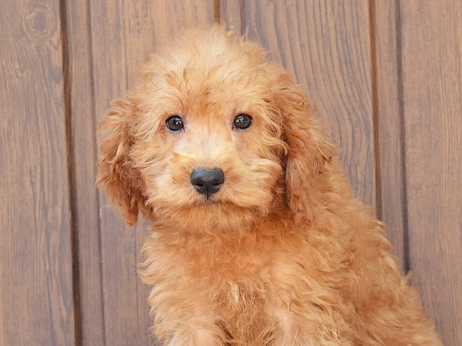 Labradoodle Welpe kaufen