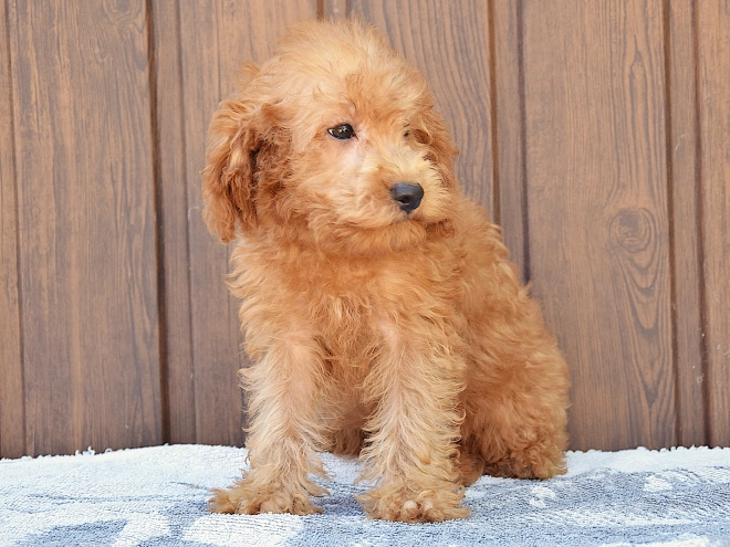 Labradoodle Welpe kaufen