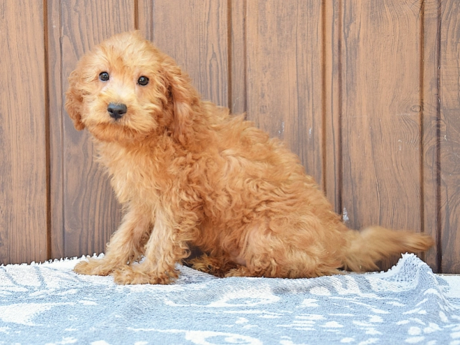 Labradoodle Welpe kaufen
