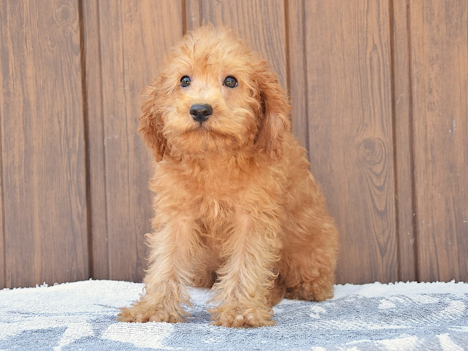 Labradoodle Welpe kaufen