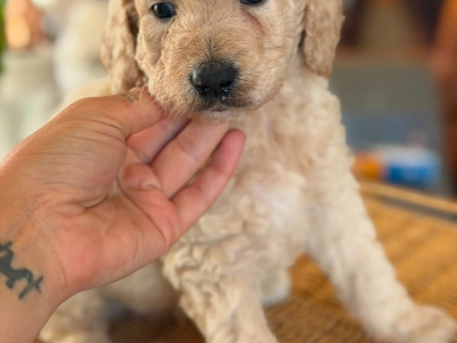 Labradoodle puppy for sale