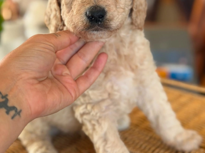 Labradoodle puppy for sale