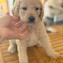 Bruno, cream Labradoodle en venta