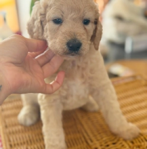 Labradoodle puppy for sale