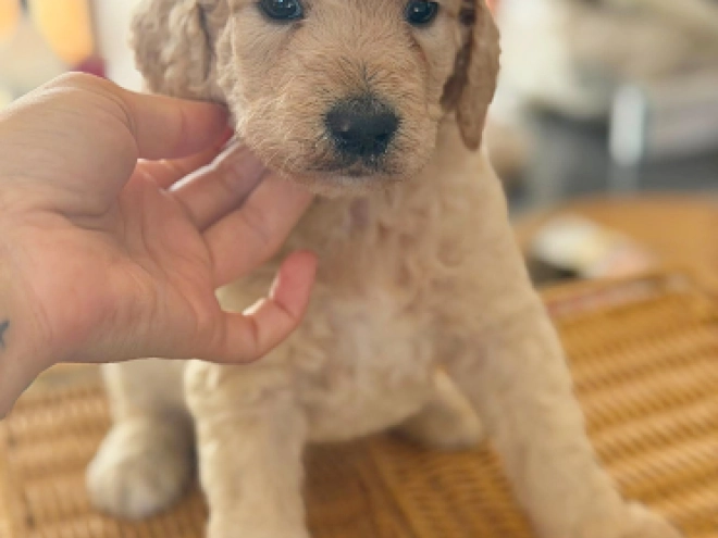 Labradoodle puppy for sale