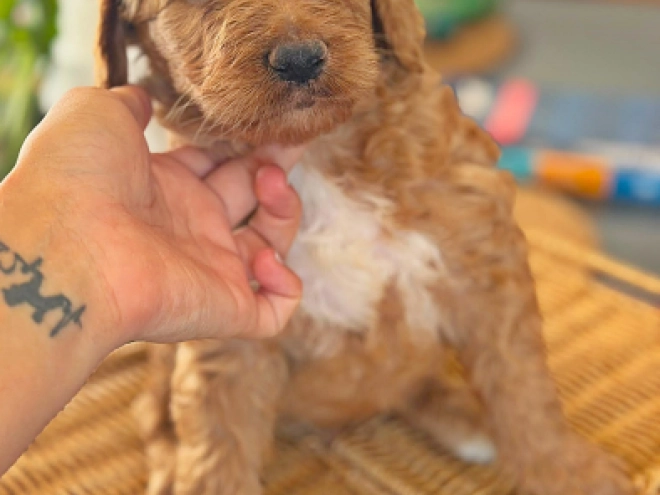 Labradoodle puppy for sale