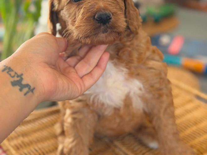 Labradoodle puppy for sale