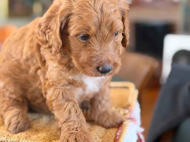Labradoodle puppy for sale