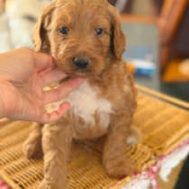 Leo, red Labradoodle en venta