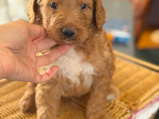 Labradoodle puppy for sale
