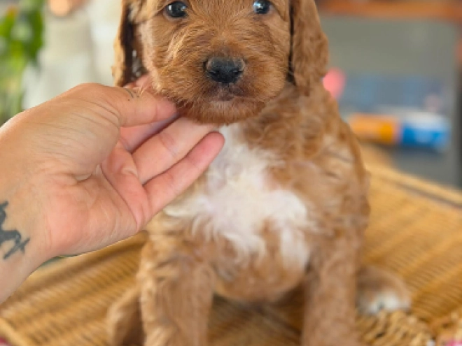 Labradoodle puppy for sale