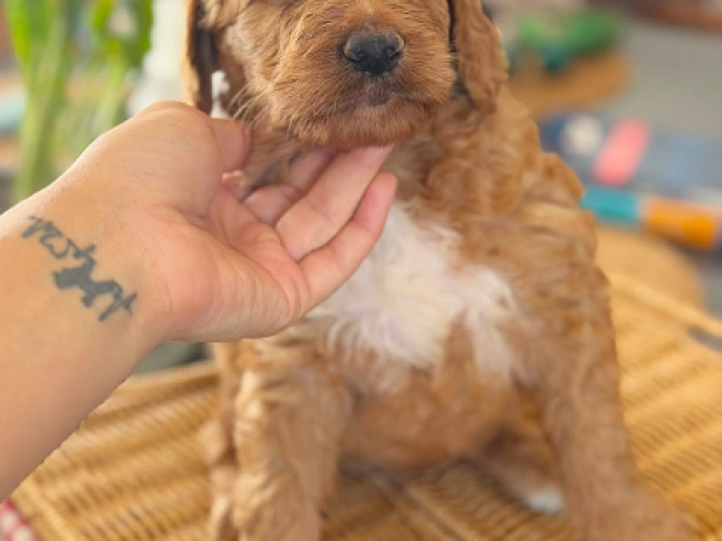Labradoodle puppy for sale
