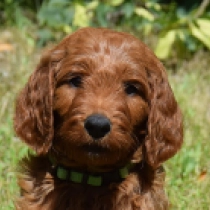 Neon – Goldendoodle, red Labradoodle for sale