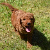 Greene – Goldendoodle, red Labradoodle for sale