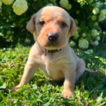 Spike, golden Labrador Retriever for sale