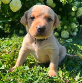 Labrador Retriever puppy for sale