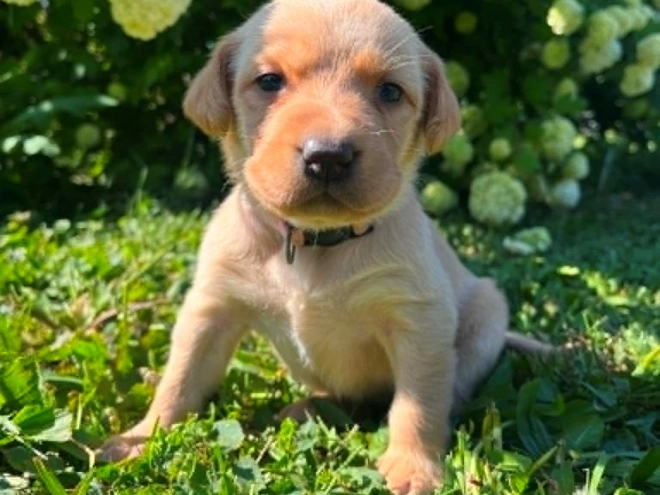Labrador Retriever puppy for sale