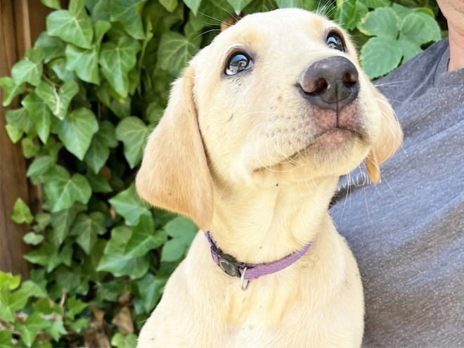 Labrador Retriever puppy for sale