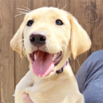 Spike, golden Labrador Retriever for sale