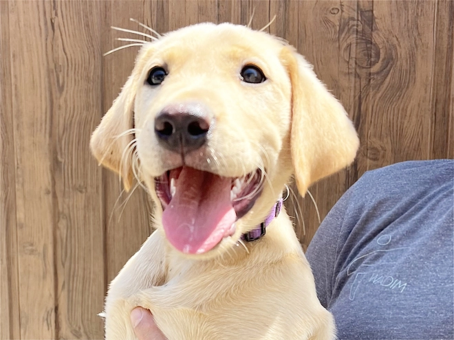 Labrador Retriever puppy for sale