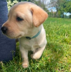 Labrador Retriever puppy for sale