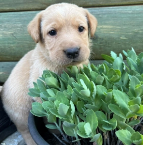 Labrador Retriever puppy for sale