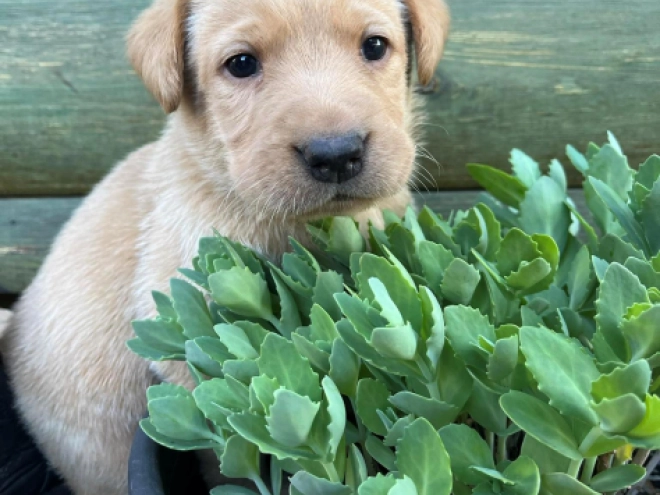 Labrador Retriever Welpe kaufen