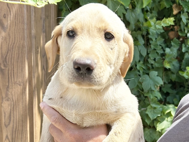 Labrador Retriever Welpe kaufen