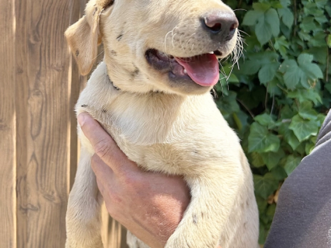 Labrador Retriever Welpe kaufen
