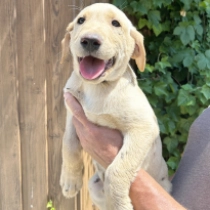 Pixel, golden Labrador Retriever for sale