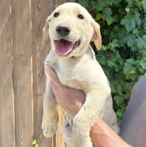 Perros Labrador Retriever en venta