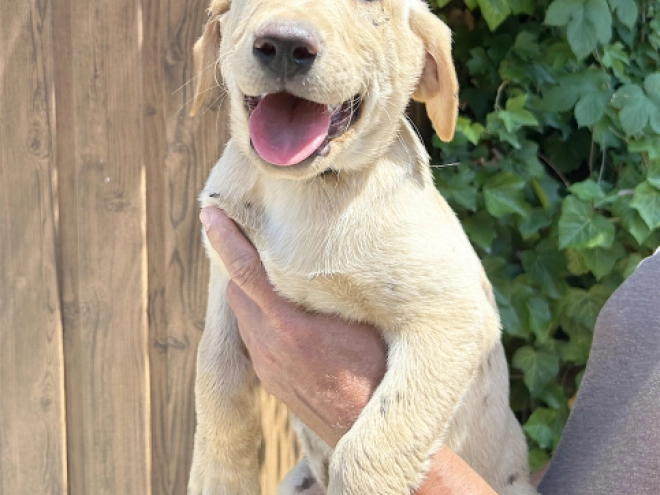 Labrador Retriever Welpe kaufen