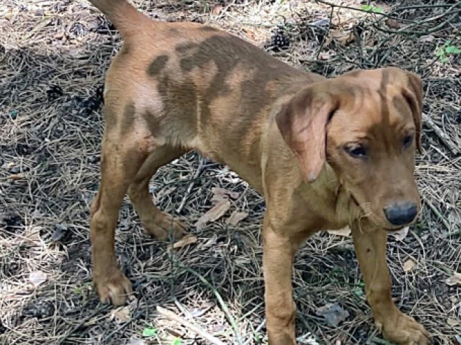 Labrador Retriever puppy for sale