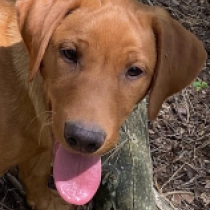 Bracken Boy, fox red Labrador Retriever for sale