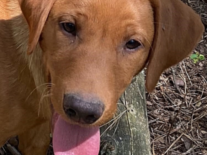 Labrador Retriever puppy for sale