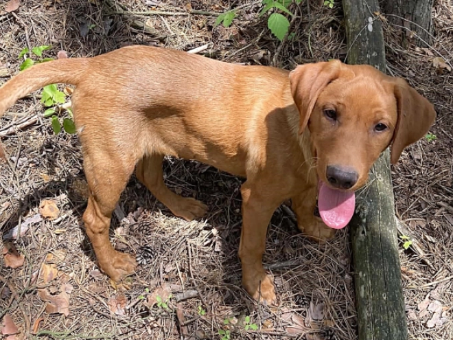 Labrador Retriever puppy for sale