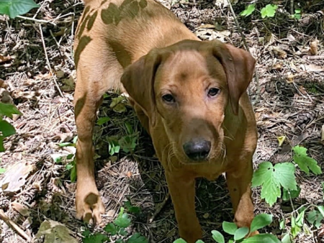 Labrador Retriever puppy for sale