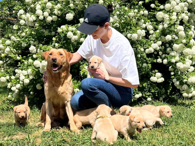 Labrador Retriever puppy for sale