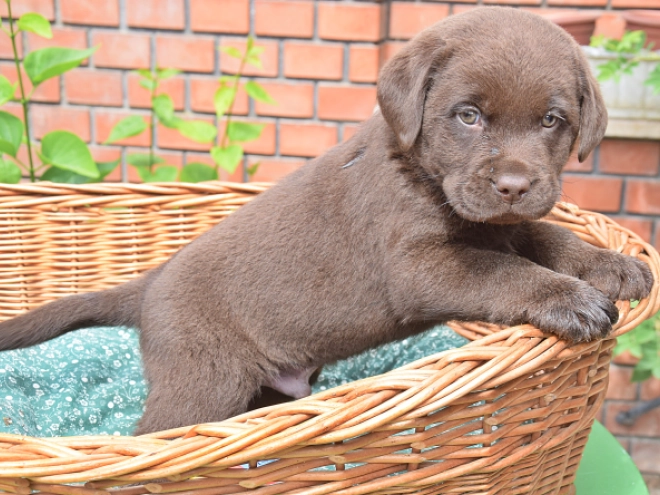 Labrador Retriever Welpe kaufen