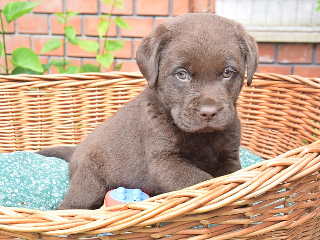 Labrador Retriever Welpe kaufen