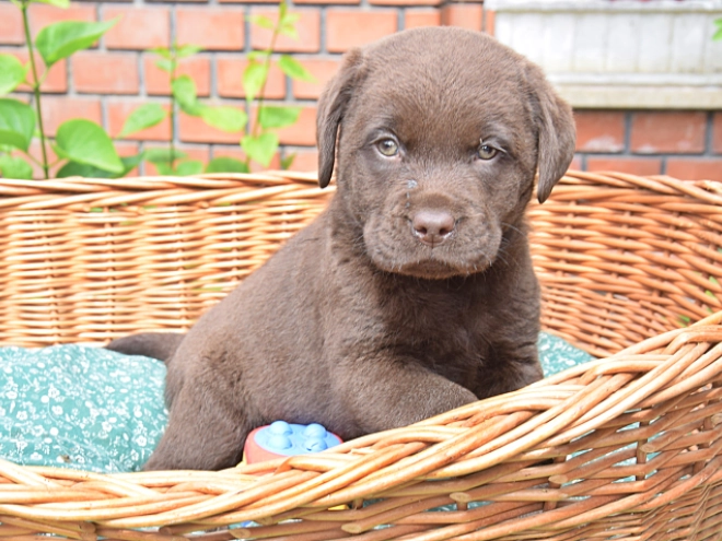 Labrador Retriever Welpe kaufen