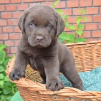 Grand Voyager, brown Labrador Retriever Welpen kaufen
