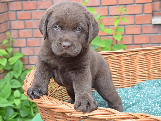 Labrador Retriever Welpe kaufen