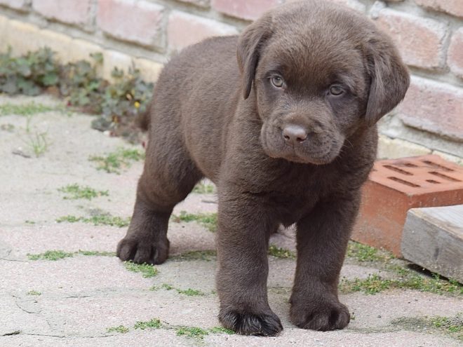 Labrador Retriever Welpe kaufen