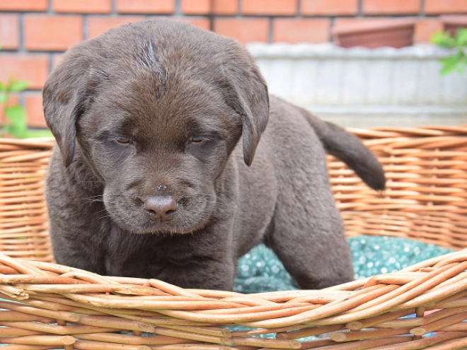 Labrador Retriever Welpe kaufen